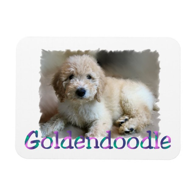 Ímã Arte Goldendoodle (Horizontal)