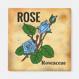 Imã arte linear de Rosa Azul estilo papel envelhecido