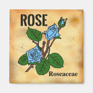 Imã arte linear de Rosa Azul estilo papel envelhecido