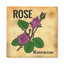 arte linear de Rosa Rosa estilo papel envelhecido