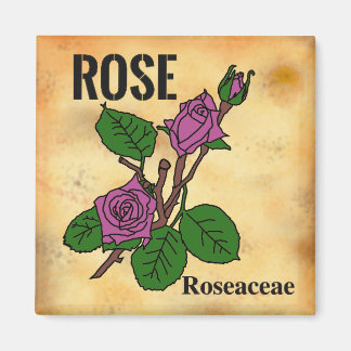 Imã arte linear de Rosa Rosa estilo papel envelhecido