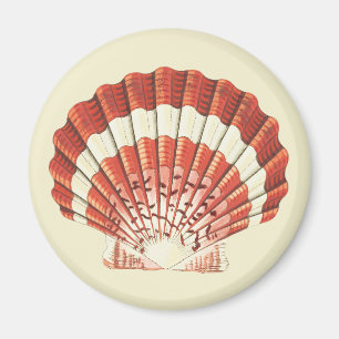 Imã Arte Náutica Vintage Concha de Vieira Vermelha e B