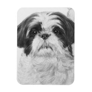 Ímã Arte preto e branco de Shih Tzu