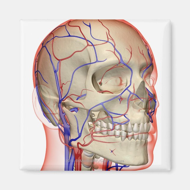 Imã Artérias e veias na cabeça e no pescoço (Frente)