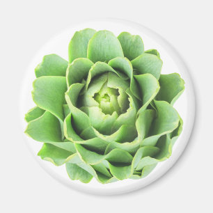 Imã Artichoke