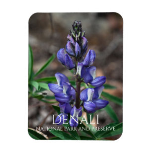 Ímã Ártico de Lupine, Parque Nacional de Denali, Alas