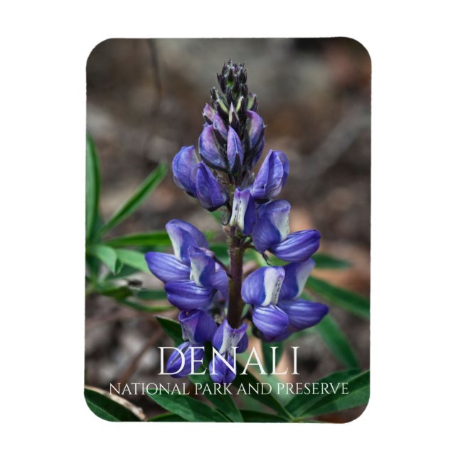 Ímã Ártico de Lupine, Parque Nacional de Denali, Alasc (Vertical)