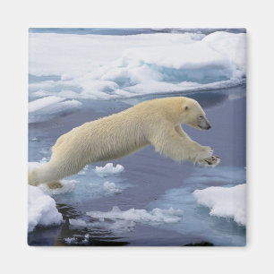 Imã Ártico, Svalbard, Urso Polar estendendo