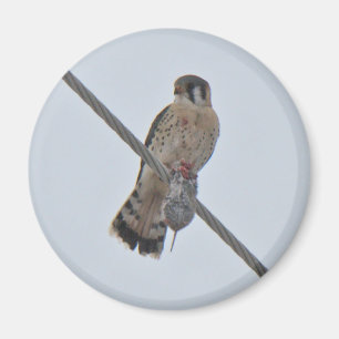 Imã Artigos americanos do Kestrel (sparverius de