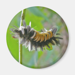 Imã Artigos de Caterpillar da traça de Tussock do
