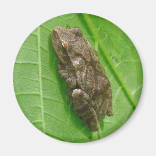 Imã Artigos de Treefrog do Peeper de primavera