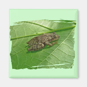 Imã Artigos de Treefrog do Peeper de primavera