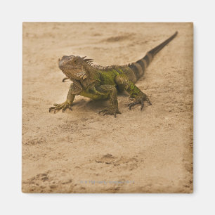 Imã Aruba, lagarto na areia