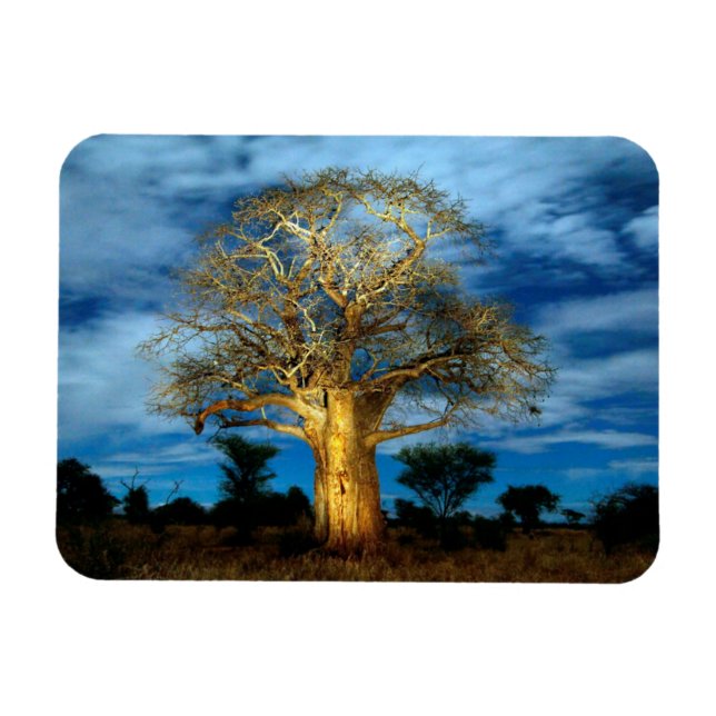 Ímã Árvore Baobá (Adansonia) Iluminada pela Lua (Horizontal)