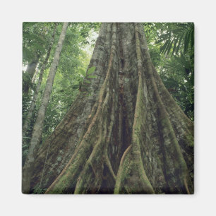 Imã Árvore com contrafortes na floresta tropical, Corc