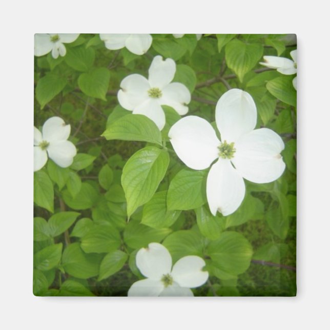 Imã Árvore Cornus florida (Frente)