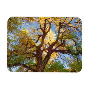 Ímã Árvore Cottonwood   Parque Nacional Capitol Reef, 