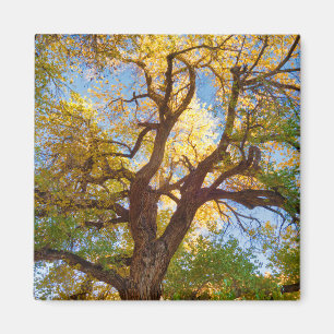 Imã Árvore Cottonwood Parque Nacional Capitol Reef,
