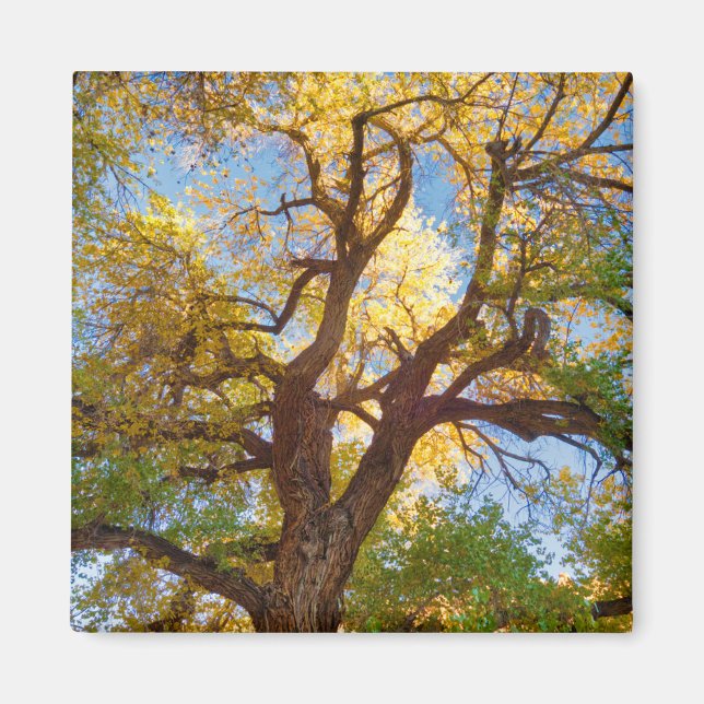 Imã Árvore Cottonwood | Parque Nacional Capitol Reef,  (Frente)