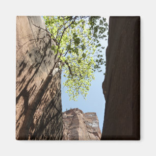 Imã Árvore crescendo entre Rochas no Parque Nacional d