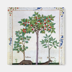 Imã Árvore da avelã Bush e de cereja