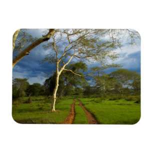 Ímã Árvore da Febre (Acacia Xanthophloea) Por Pista de