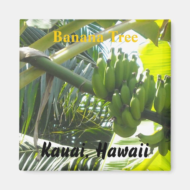 Imã Árvore de Banana, Kauai, Havaí (Frente)