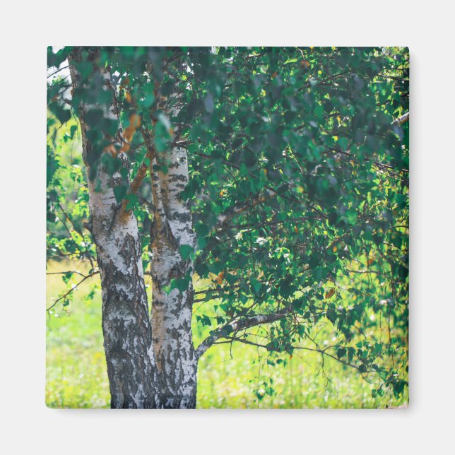 Imã Árvore de Birch da Paisagem Natural (Frente)