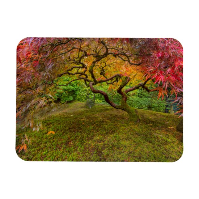 Ímã Árvore de bordo japonês em cor de outono (Horizontal)