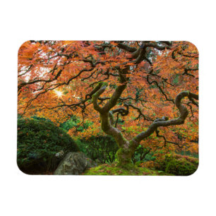 Ímã Árvore de bordo nos jardins japoneses no outono