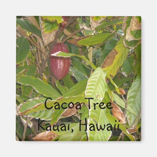 Imã Árvore de Cacau no Havaí (Frente)