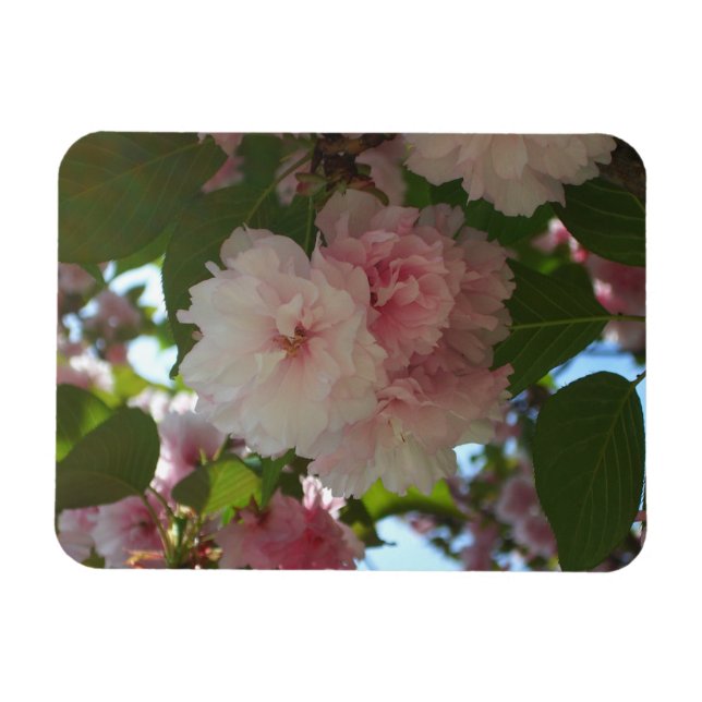 Ímã Árvore de cereja I Primavera Floral com duas flore (Horizontal)
