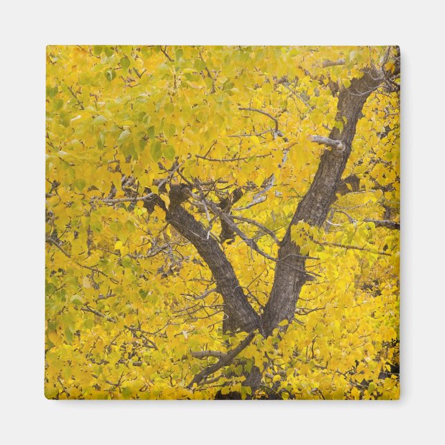 Imã Árvore de Cottonwood em cores de outono máximas em (Frente)