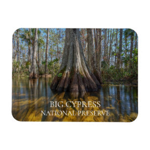 Ímã Árvore de Cypress Cálida em Swamp, Grande Preser