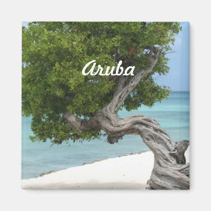 Imã Árvore de Divi Divi em Aruba