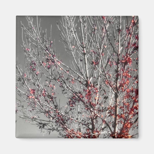 Imã Árvore de esperança (Frente)