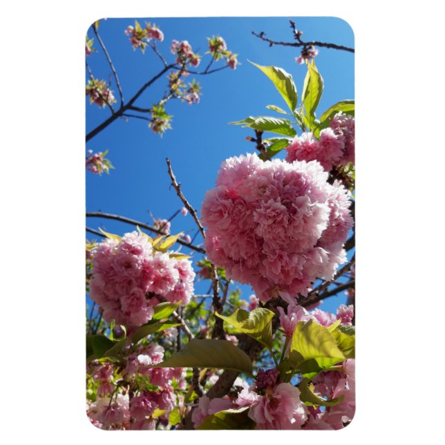 Ímã Árvore de Flor Rosa-Cereja Selvagem (Vertical)