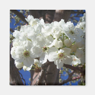Imã Árvore de florescência do primavera das flores I