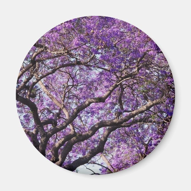 Imã Árvore de Jacaranda em flores de primavera (Frente)