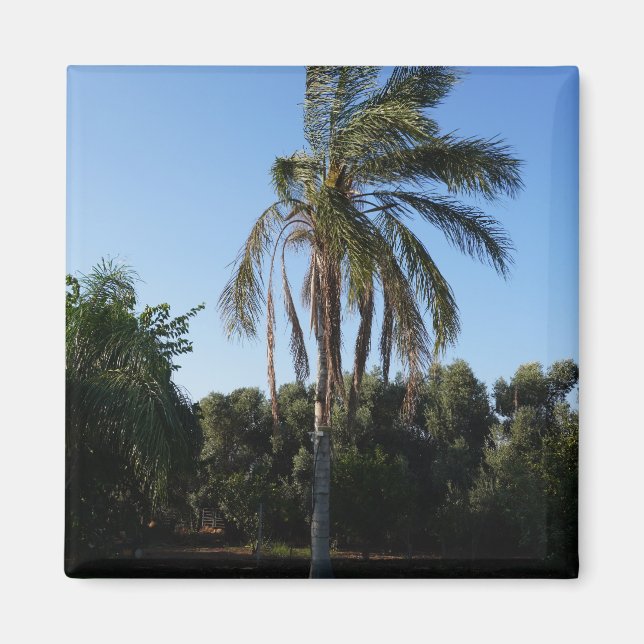 Imã Árvore de Palma Balançando sob um Céu Limpo (Frente)