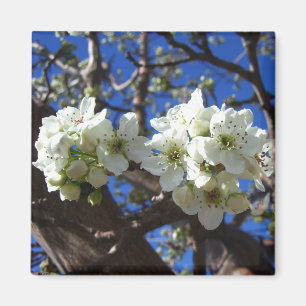Imã Árvore de pera de Primavera de Flor em Clusters B