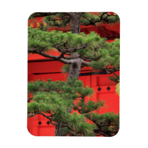 Ímã Árvore de Pinheiro Bonsai