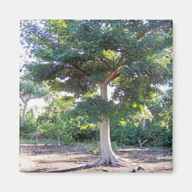 Imã Árvore de Sabedoria-ímã (Frente)