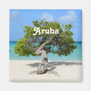 Imã Árvore de solo de Divi Divi em Aruba