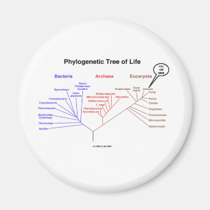 Imã Árvore de vida filogenética - você está aqui (
