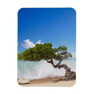 Ímã Árvore Divi Divi, Praia Eagle, Aruba, Caribe