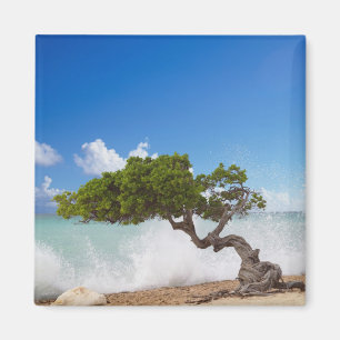 Imã Árvore Divi Divi, Praia Eagle, Aruba, Caribe