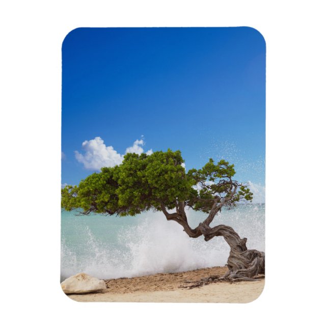 Ímã Árvore Divi, praia da Águia, Aruba, Caribe (Vertical)
