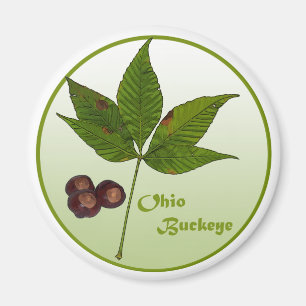 Imã Árvore do Buckeye de Ohio