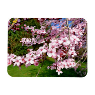 Ímã Árvore do Flor de Cereja no Parque